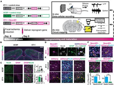 Restoration of Visual Function and Cortical Connectivity After Ischemic Injury Through NeuroD1-Mediated Gene Therapy